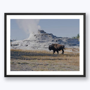 Bison at Yellowstone