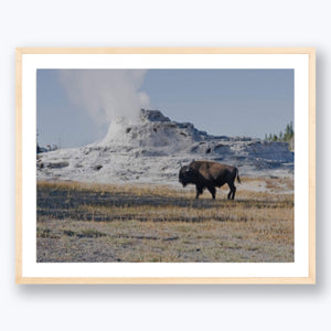 Bison at Yellowstone